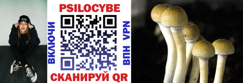 Купить где  Суджа  Галлюциногенные грибы Psilocybine cubensis 